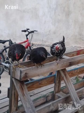 декоративни петлета и кокошлета, снимка 3 - други­ - 52408726