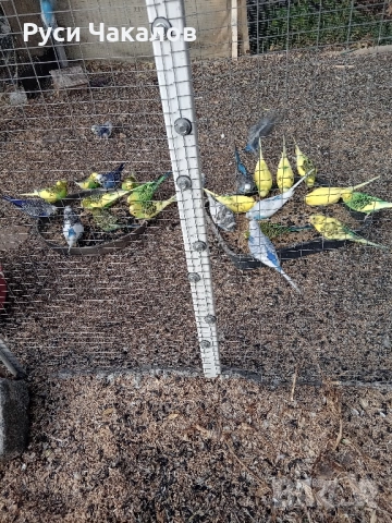 продавам Вълнисти папагали 25 ли бр и Корели 50 ли бр с.Бедеще обл стара загора 