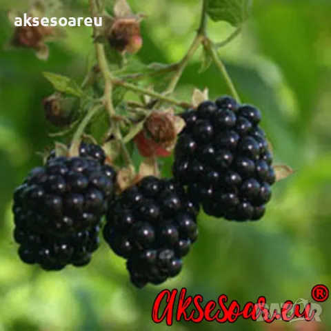 Висококачествени нови семена от хранителна Къпина без бодли Rubus rusticanus 50+ семена антиоксидант, снимка 18 - Сортови семена и луковици - 49257573