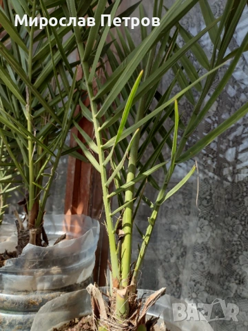 Финикова палма-фурма , снимка 2 - Градински цветя и растения - 53846569