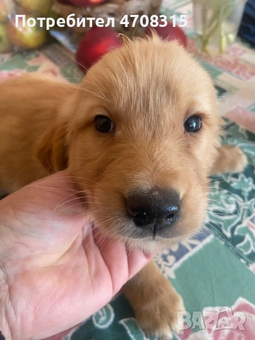 Голдън ретривър игриво момченце, снимка 7 - Голдън ретривър - 53655102