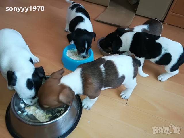 джак ЖЕНСКО КУТРЕ 11 МЕСЕЦА 2803221715, снимка 18 - Джак ръсел териер - 36259606