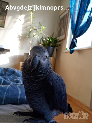 Папагал кралско жако