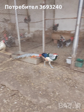 Продавам фазани ., снимка 8 - други­ - 53767080