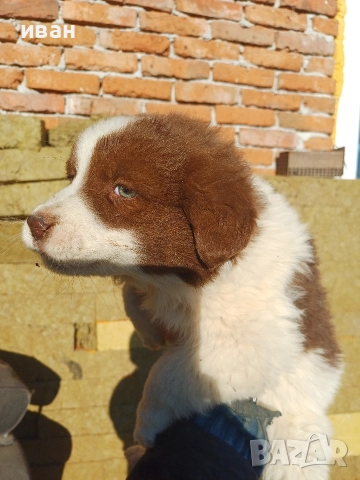 бок каракачанка 