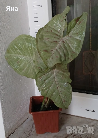 Сингониум "Milk Confetti"