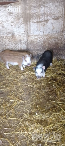 Виетнамски прасенца, снимка 3 - Прасета - 53535517