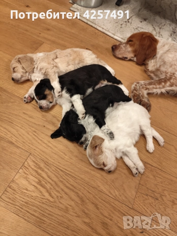 Продавам малки кученца епаньол бретон шпаньол, снимка 13 - Други - 52855443