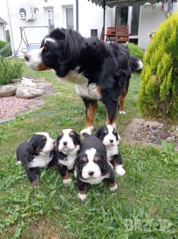 Бернски зененхунд , снимка 6 - Други - 41309362