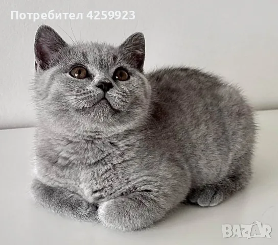 Британска късокосместа, снимка 4 - Британска късокосместа - 56159416