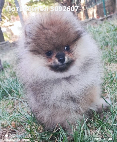 Померанче женско, снимка 4 - Померан - 51003903