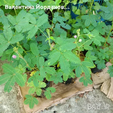 стайни цветя единични бройки 