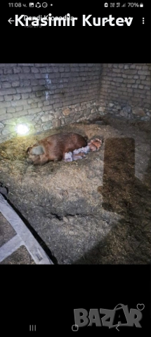 Малки Прасета Дюрок