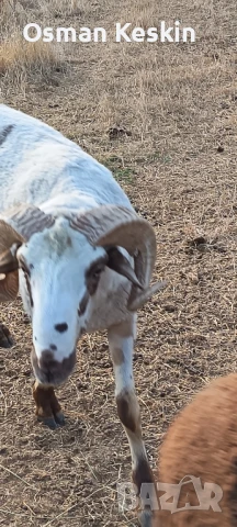 Продавам Кочове и Агнета , снимка 1