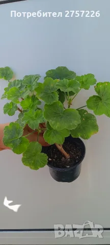 Pelargonium Millfield rose , снимка 3 - Стайни растения - 56374670