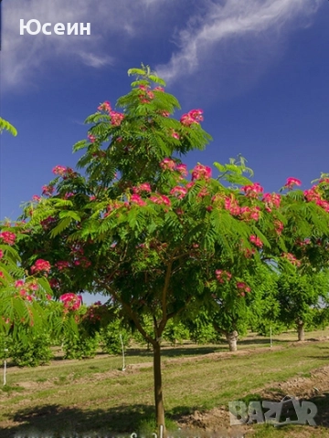 Албиция фиданки, снимка 12 - Градински цветя и растения - 51598316