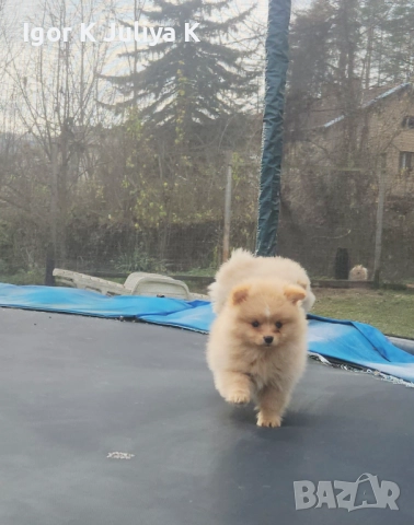 Уникални миниатюрни пухкави померани мини шпицове, снимка 12 - Померан - 49178159