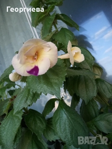 ризоми ахименес 