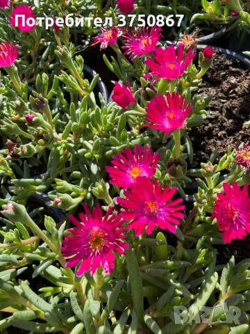 Делосперма/Delosperma cultivars sel® ‘LIDO MAGENTA’