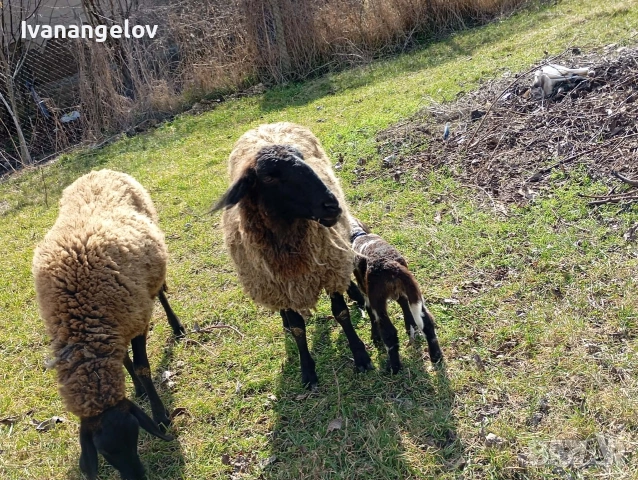 плевенски овце хубави , снимка 4 - Овце - 53807495
