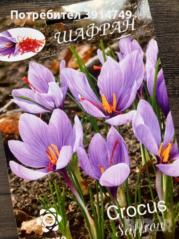 Едри, силни луковици Шафран, за есенно засаждане 5 бр пакет