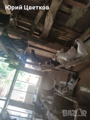 Ломски високолетачи, снимка 8 - Гълъби - 51102124