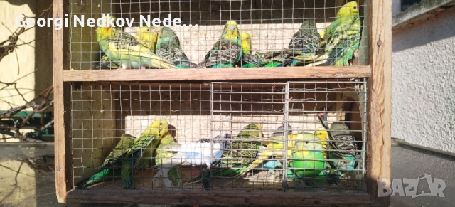 Продавам вълниси папагали, снимка 3 - Папагали - 52907228