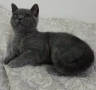 Шотландско котенце, снимка 1