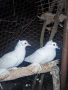 саксонски чайки, снимка 2