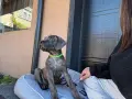 Кане Корсо - Cane Corso кученца, снимка 9