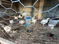 Продавам пилета, снимка 2