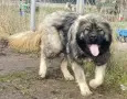 Кавказка овчарка, снимка 3