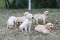 Лабрадор / Лабрадори, снимка 8