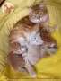 Сибирски котенца, сибирче, хипоалергично, коте, сибирска котка, снимка 17