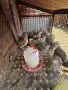 Пъдпъдъци Фараон, снимка 1