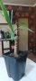 Стайна палма Юка, снимка 1 - Стайни растения - 40587050