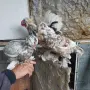 Продавам джинки, снимка 6