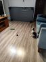 Вакумно залепваща се за пода играчка за котки с накрайник птица, снимка 10