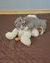 Френски булдог !!!, снимка 17