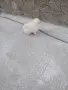 Mini Pomeran Momce, снимка 4