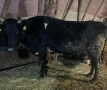 Продава се млада крава, снимка 1