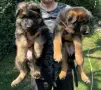 Немскa  Овчарка, снимка 1