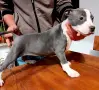Питбул-Pitbul-Топ, снимка 1