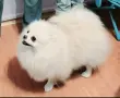 бяло момиче померан, снимка 2