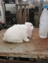 Френски кочовати зайци, снимка 4
