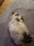 Мъжки котарак за Разплод, снимка 4