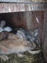 Продавам зайци, снимка 1