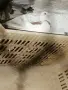 декоративни гълъби само днес 3 евро броя,взети всички 3 евро , снимка 15