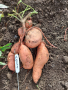 Разсад от Сладки картофи (Батати) 8 сорта, снимка 8