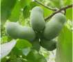 Индиански Банан /(Пау Пау), снимка 1